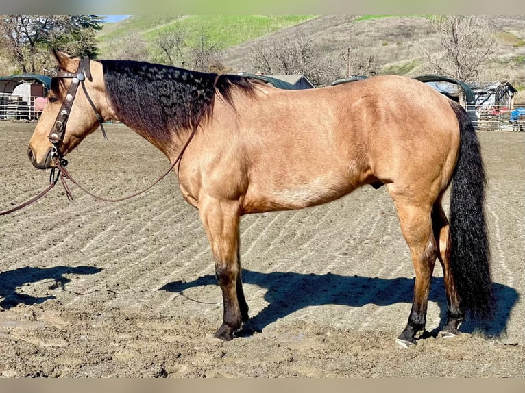 Quarterhäst Valack 11 år 152 cm Gulbrun in Paicines CA
