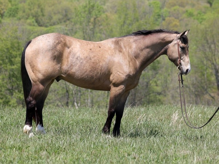 Quarterhäst Valack 11 år 157 cm Gulbrun in Brodhead KY