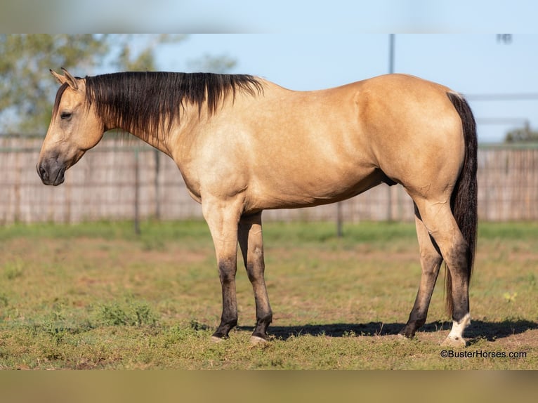 Quarterhäst Valack 11 år 157 cm Gulbrun in Weatherford TX
