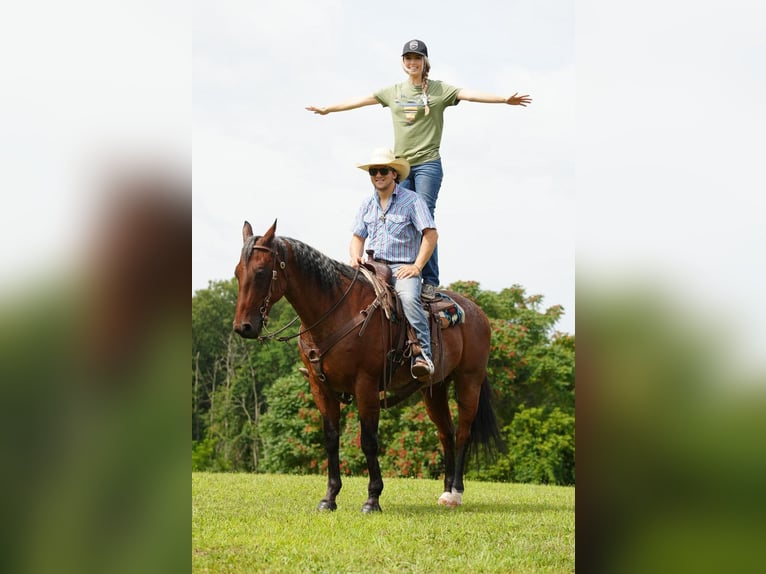 Quarterhäst Valack 11 år 160 cm Brunskimmel in Needmore, PA