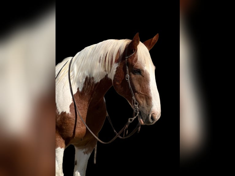 Quarterhäst Valack 11 år 160 cm Tobiano-skäck-alla-färger in Lincoln CA