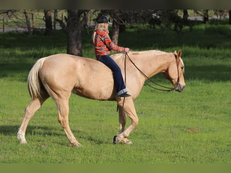 Quarterhäst Valack 11 år 163 cm Palomino in Joshua, TX