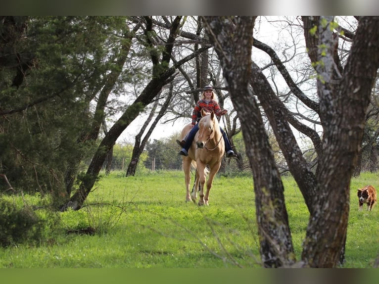 Quarterhäst Valack 11 år 163 cm Palomino in Joshua, TX