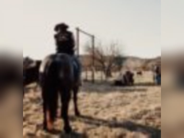Quarterhäst Valack 11 år 165 cm Konstantskimmel in weatherford TX