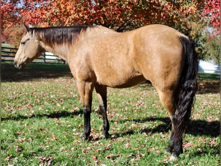 Quarterhäst Blandning Valack 11 år 168 cm Gulbrun in Allentown, NJ
