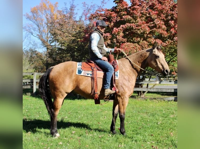 Quarterhäst Blandning Valack 11 år 168 cm Gulbrun in Allentown, NJ