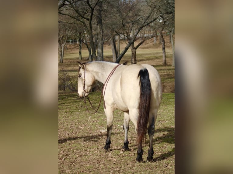 Quarterhäst Blandning Valack 11 år Gulbrun in Joshua, TX