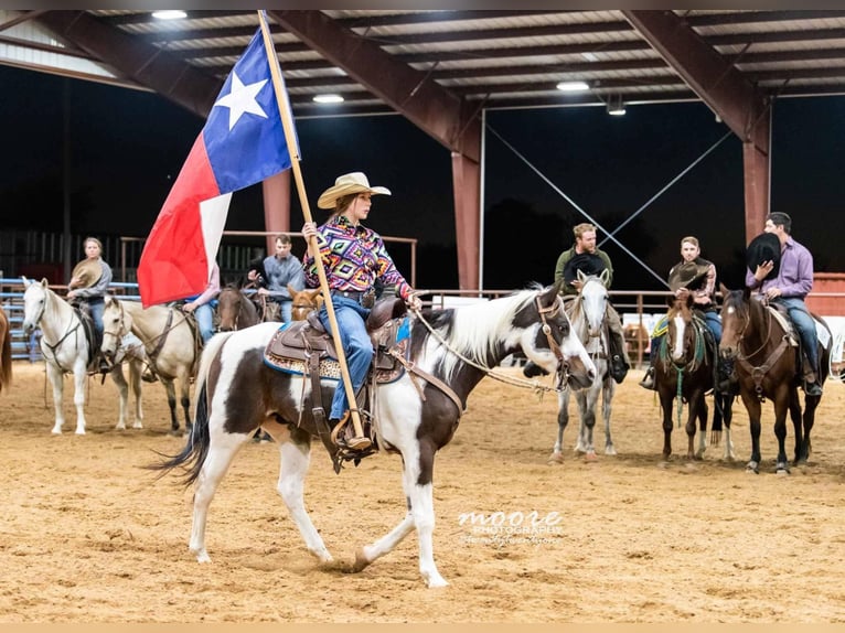 Quarterhäst Valack 11 år Tobiano-skäck-alla-färger in Raveena, TX