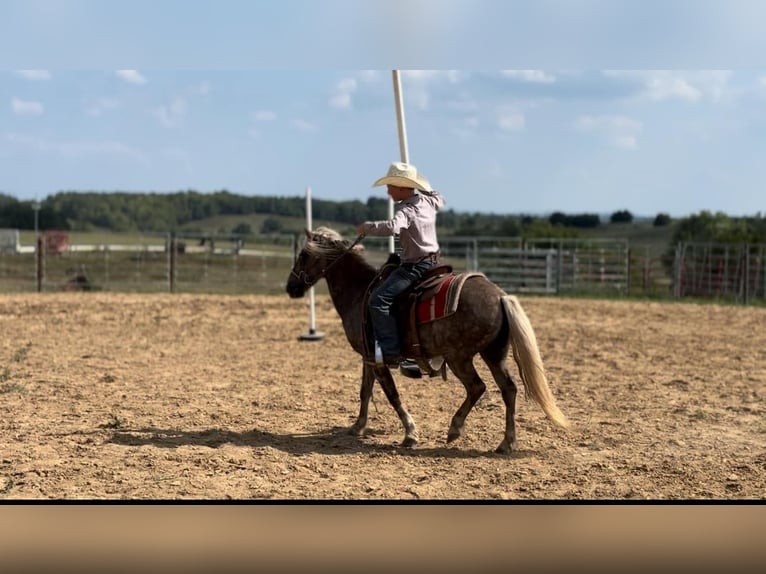 Quarterhäst Valack 12 år 122 cm Brun in wallingford Ky