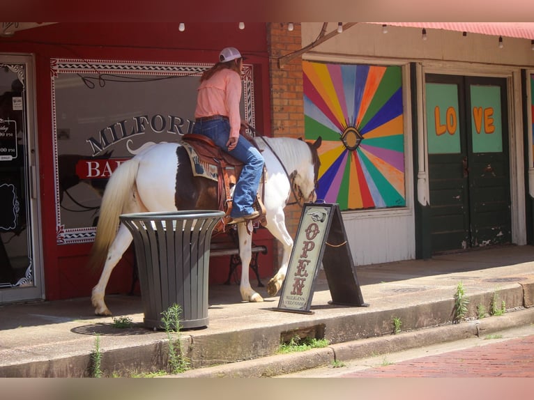 Quarterhäst Valack 12 år 150 cm Tobiano-skäck-alla-färger in Rusk TX