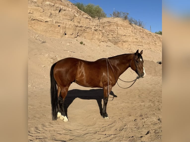 Quarterhäst Valack 12 år 152 cm Brun in El Paso, TX