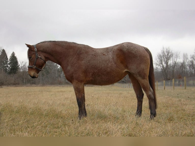 Quarterhäst Valack 12 år 152 cm Brunskimmel in Howell MI