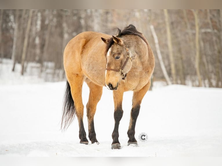 Quarterhäst Valack 12 år 152 cm Gulbrun in Clayton, WI