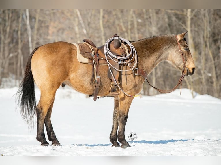 Quarterhäst Valack 12 år 152 cm Gulbrun in Clayton, WI