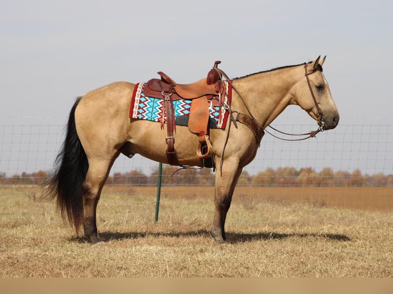Quarterhäst Valack 12 år 152 cm Gulbrun in Sanora Ky