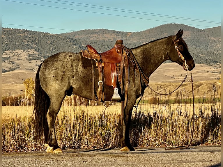 Quarterhäst Valack 12 år 152 cm Konstantskimmel in Drummond, MT