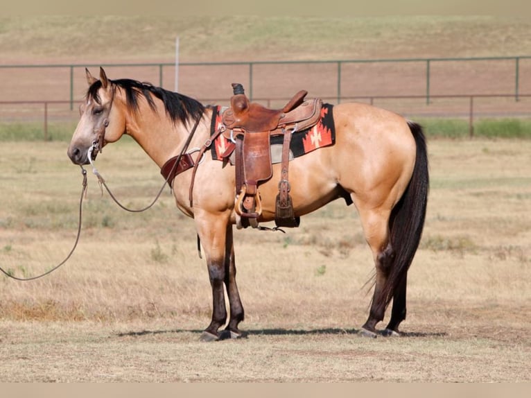 Quarterhäst Valack 12 år 155 cm Gulbrun in Fort Worth TX