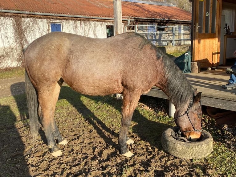 Quarterhäst Valack 12 år 156 cm Brunskimmel in Dietenheim