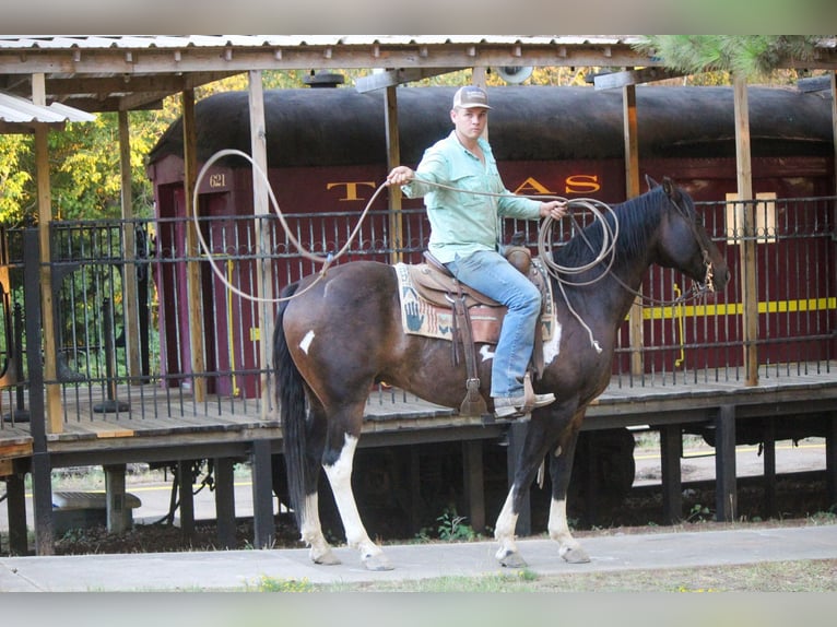 Quarterhäst Valack 12 år 157 cm Tobiano-skäck-alla-färger in Rusk TX
