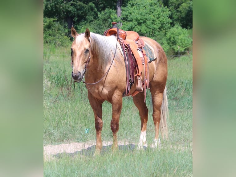 Quarterhäst Valack 12 år 163 cm Palomino in Carthage, TX