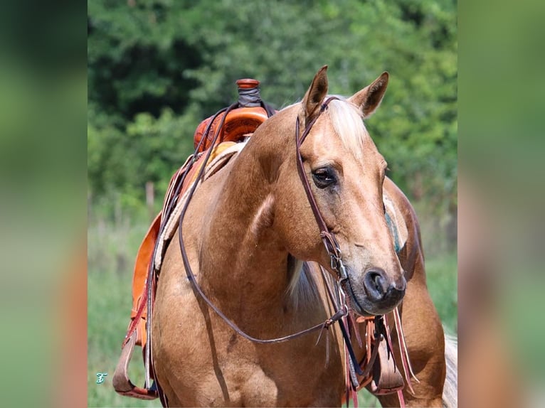 Quarterhäst Valack 12 år 163 cm Palomino in Carthage, TX