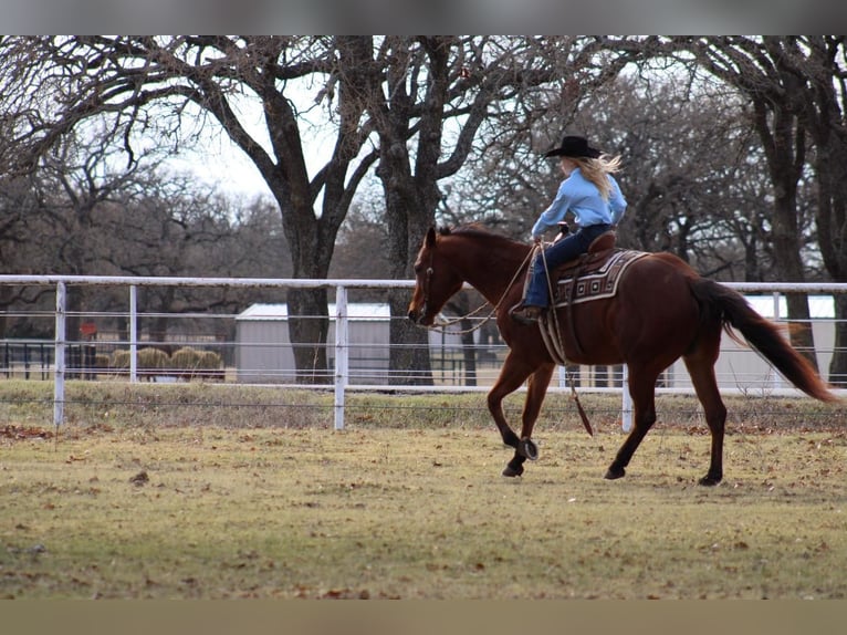 Quarterhäst Blandning Valack 12 år Brun in Fort Worth, TX