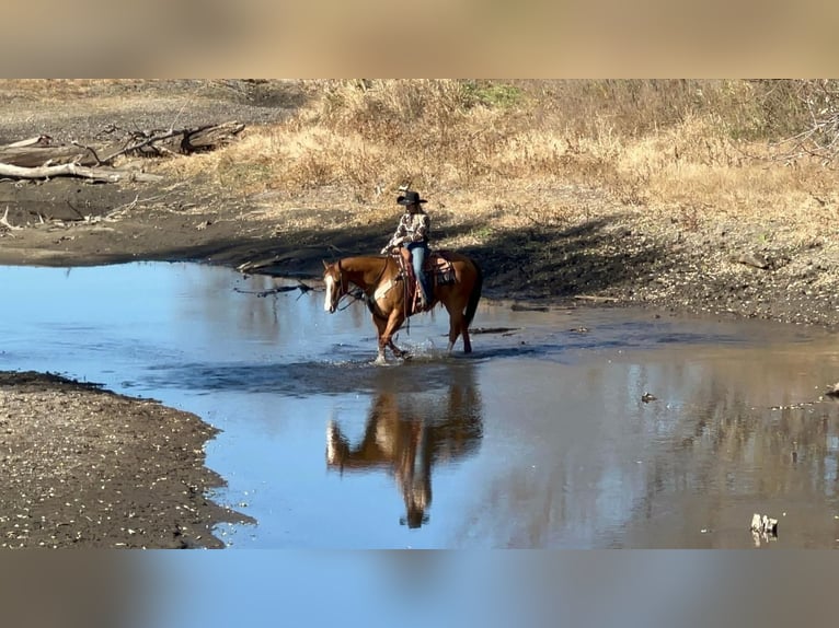 Quarterhäst Blandning Valack 12 år Fux med ål in Valley Springs, SD