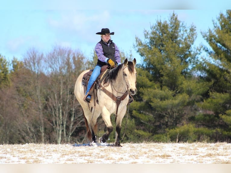 Quarterhäst Valack 12 år Gulbrun in Clarion, PA