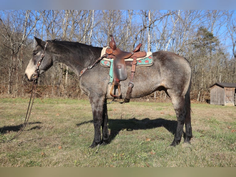 Quarterhäst Valack 12 år Gulbrun in Flemingsburg, KY