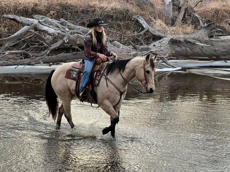 Quarterhäst Blandning Valack 12 år Gulbrun in Valley Springs, SD
