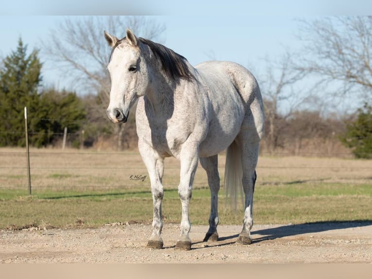 Quarterhäst Valack 13 år 147 cm Grå in Ravenna, TX