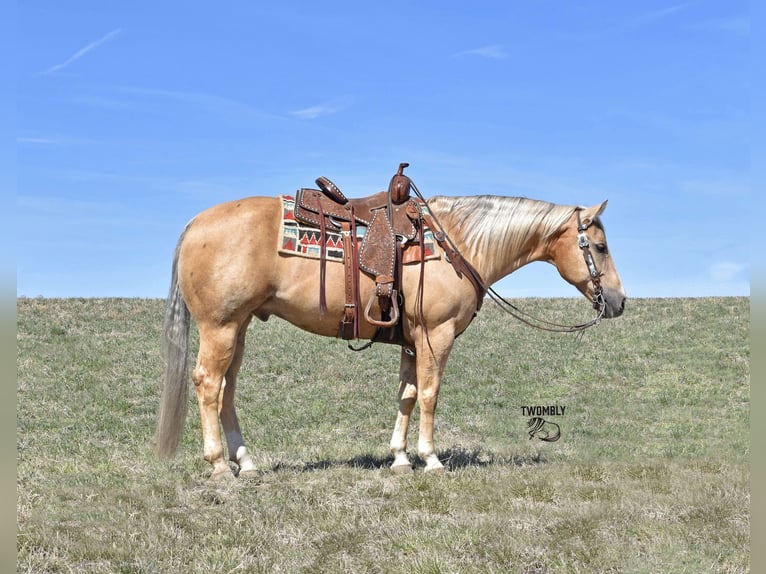Quarterhäst Valack 13 år 147 cm Palomino in Bayard, Nebraska