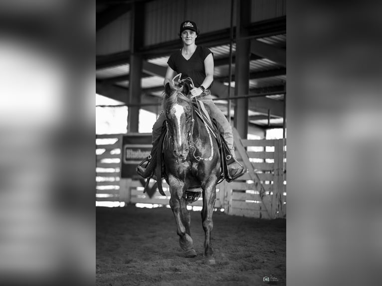 Quarterhäst Valack 13 år 147 cm Rödskimmel in Addison, TX