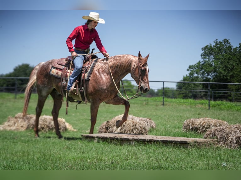 Quarterhäst Valack 13 år 147 cm Rödskimmel in Addison, TX
