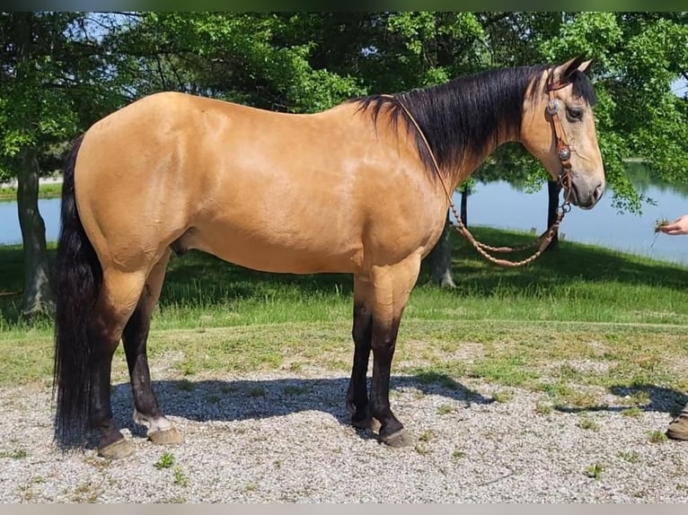 Quarterhäst Valack 13 år 150 cm Gulbrun in Robards, KY
