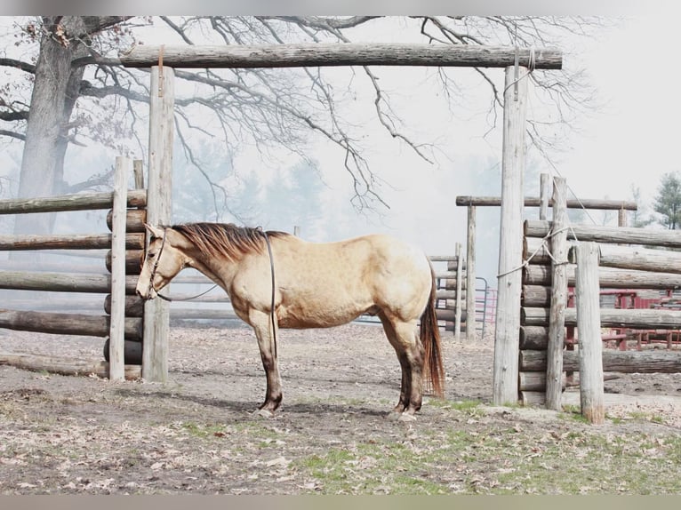 Quarterhäst Valack 13 år 150 cm Gulbrun in North Judson IN