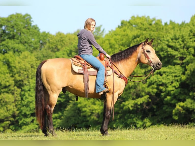 Quarterhäst Valack 13 år 152 cm Gulbrun in Clarion, PA