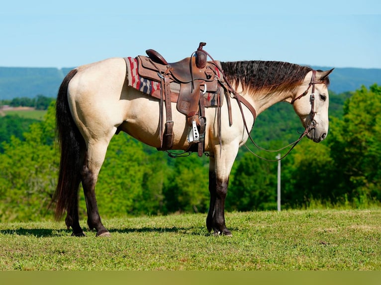 Quarterhäst Valack 13 år 152 cm Gulbrun in Needmore, PA