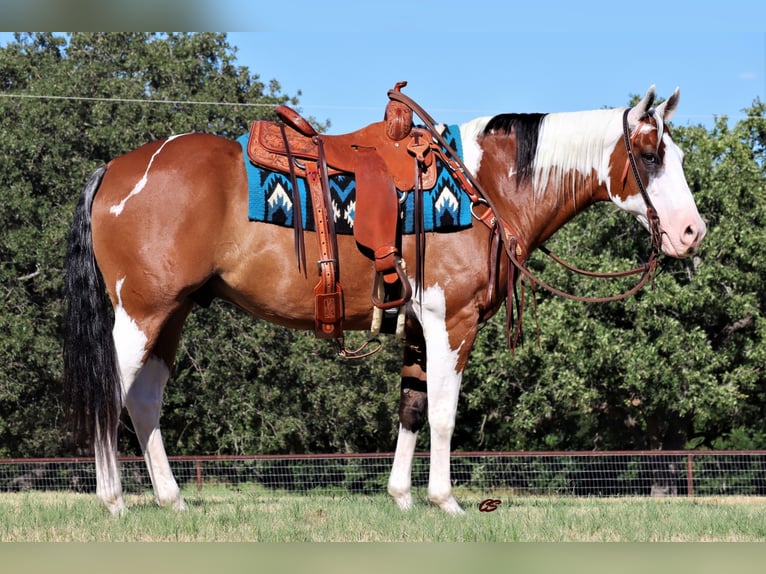 Quarterhäst Valack 13 år 152 cm Tobiano-skäck-alla-färger in Jacksboro TX