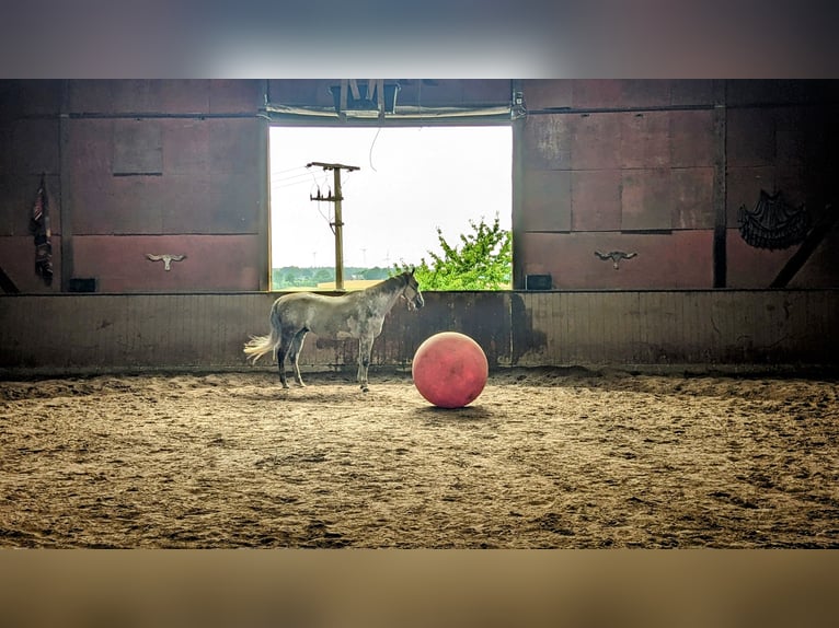 Quarterhäst Valack 13 år 155 cm Grå in Grabau