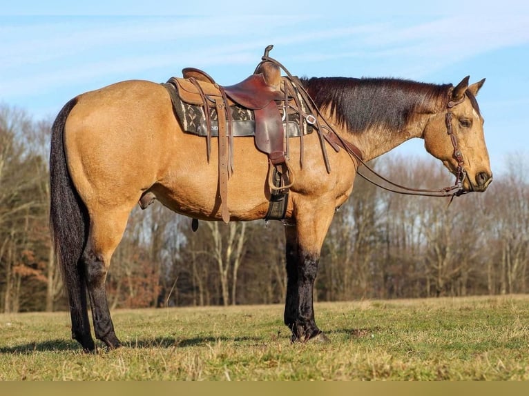 Quarterhäst Valack 13 år 155 cm Gulbrun in Clarion, PA