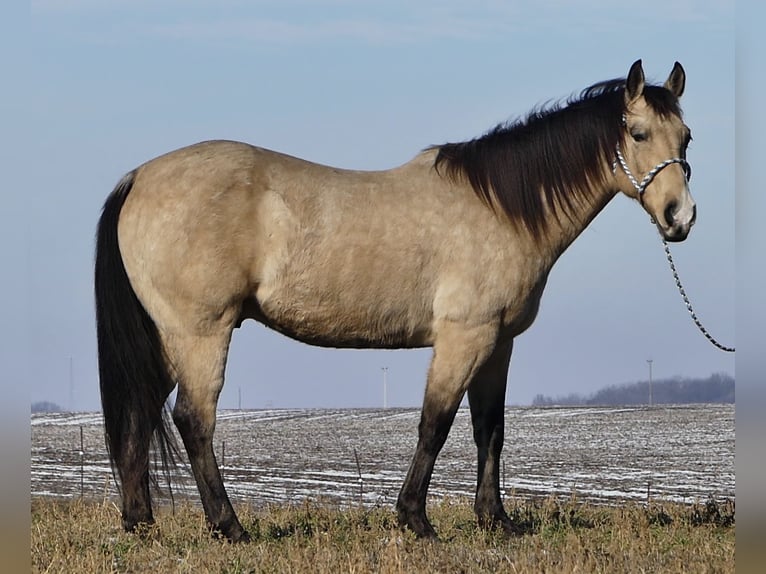 Quarterhäst Valack 13 år 155 cm Gulbrun in Joy, IL