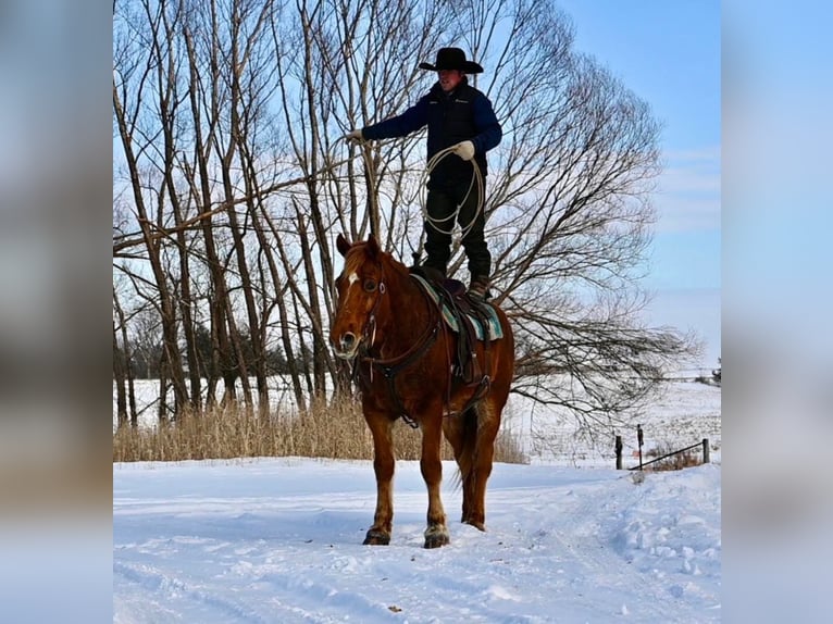 Quarterhäst Blandning Valack 13 år 157 cm Fux in Fairbank, Iowa
