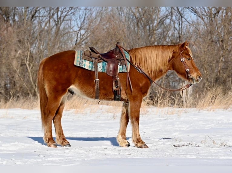 Quarterhäst Blandning Valack 13 år 157 cm Fux in Fairbank, Iowa