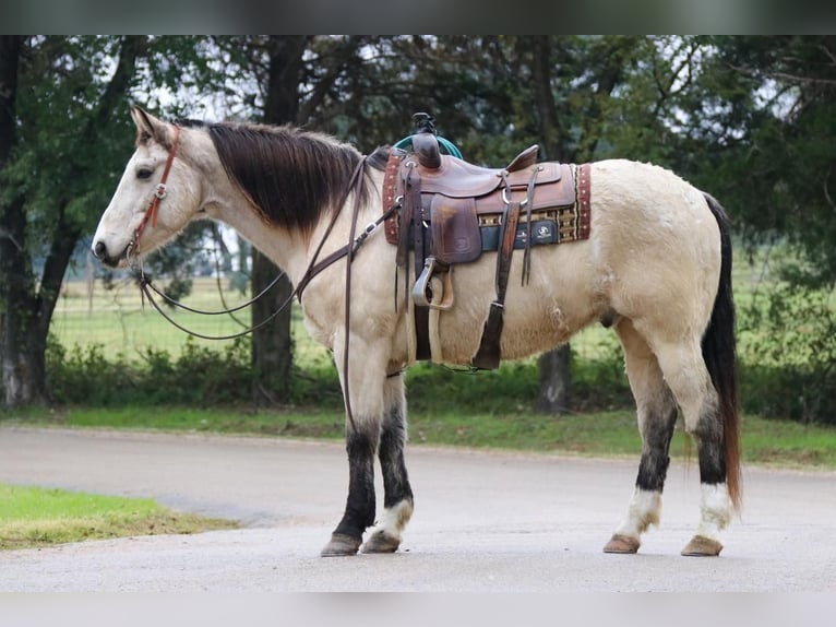 Quarterhäst Blandning Valack 13 år 157 cm Gulbrun in Joshua, TX