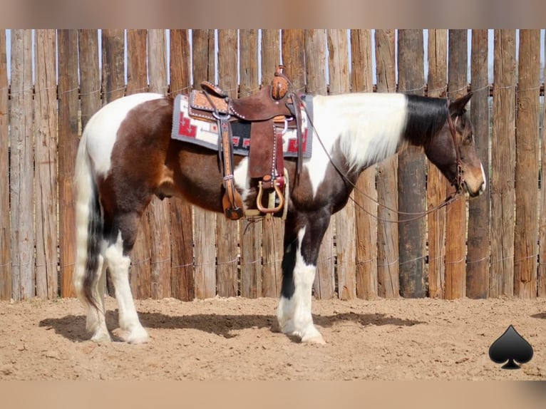 Quarterhäst Valack 13 år 157 cm Tobiano-skäck-alla-färger in Morgan Mill TX