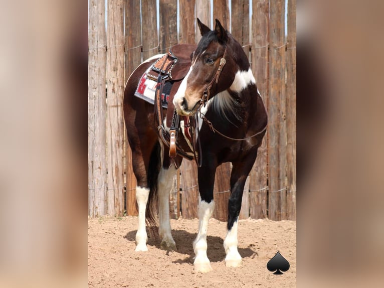 Quarterhäst Valack 13 år 157 cm Tobiano-skäck-alla-färger in Morgan Mill TX