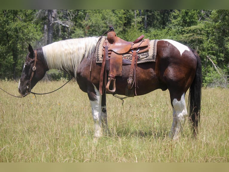 Quarterhäst Valack 13 år 157 cm Tobiano-skäck-alla-färger in Rusk TX
