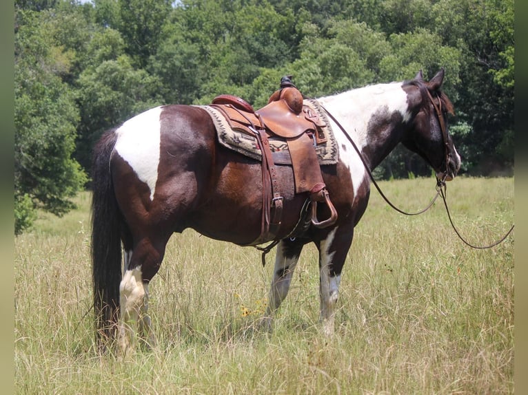 Quarterhäst Valack 13 år 157 cm Tobiano-skäck-alla-färger in Rusk TX