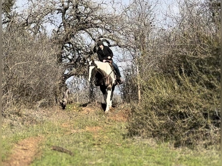 Quarterhäst Valack 13 år 157 cm Tobiano-skäck-alla-färger in Weatherford TX